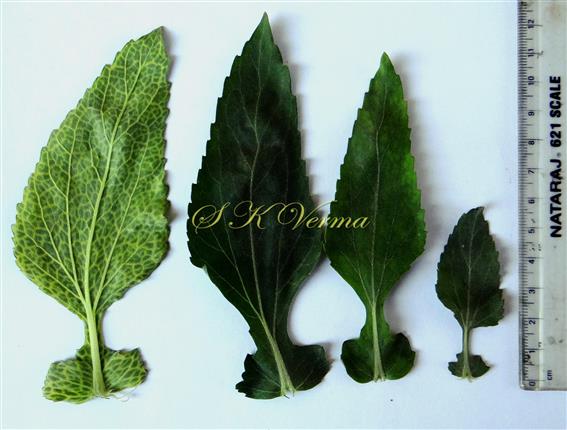  Leaves